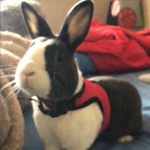 Meet your Posher, Easton